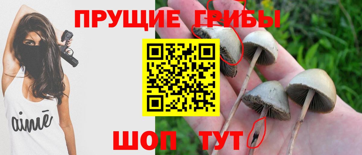 Псилоцибиновые грибы Cubensis  купить наркоту  Черемхово  Вход с VPN 